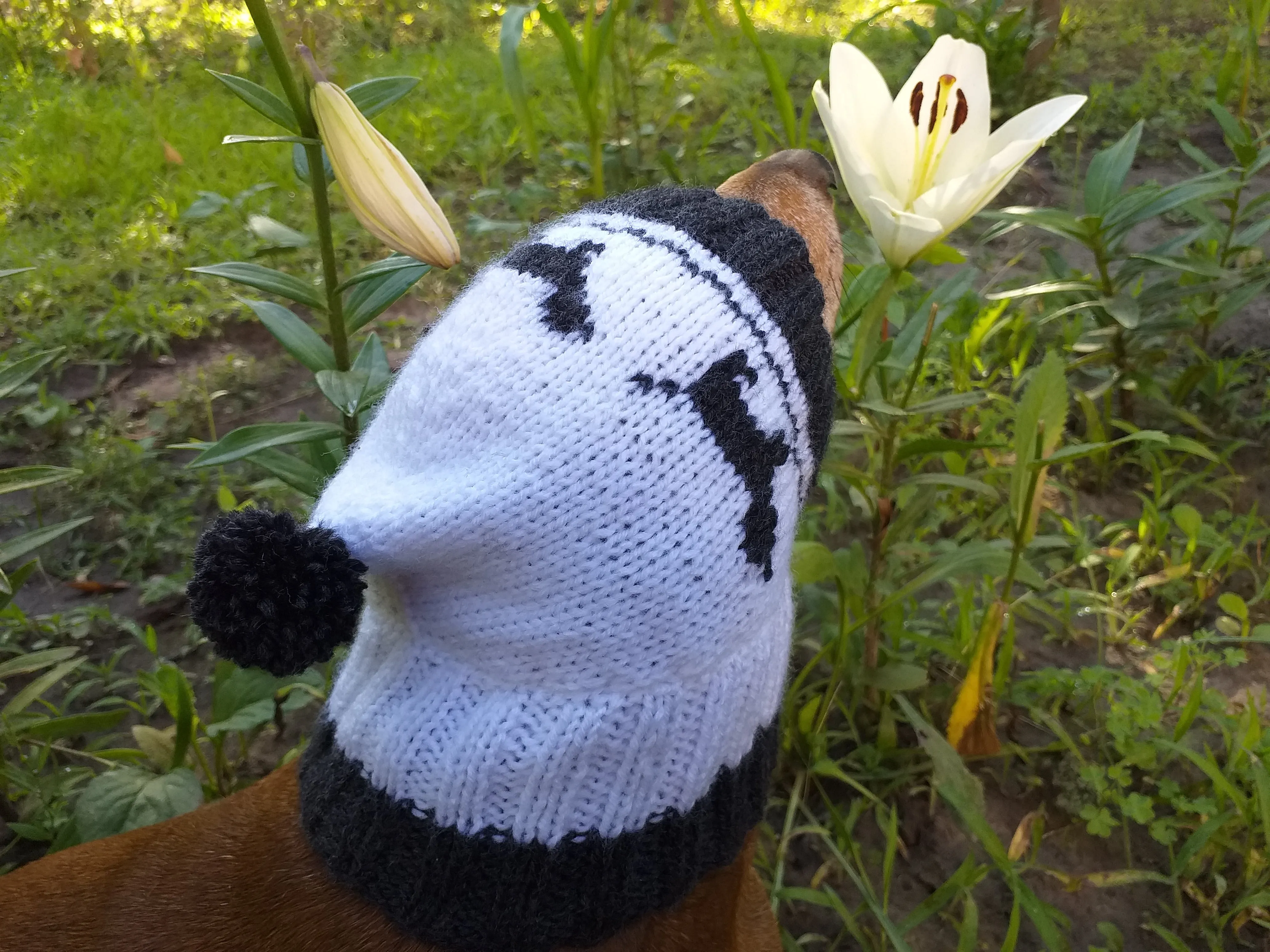 Hat for dachshund with dogs, knitted hat for dogs with dogs