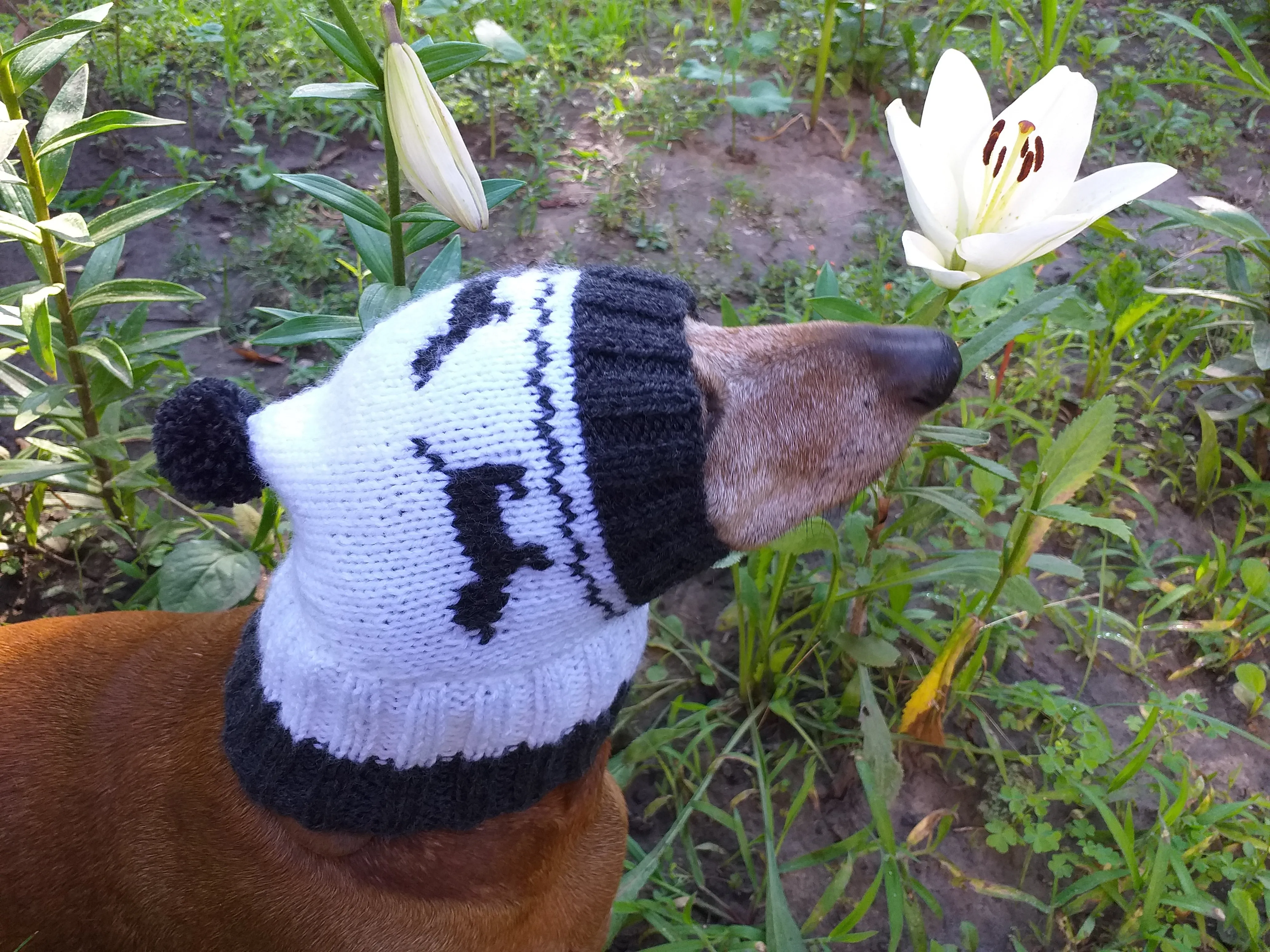 Hat for dachshund with dogs, knitted hat for dogs with dogs