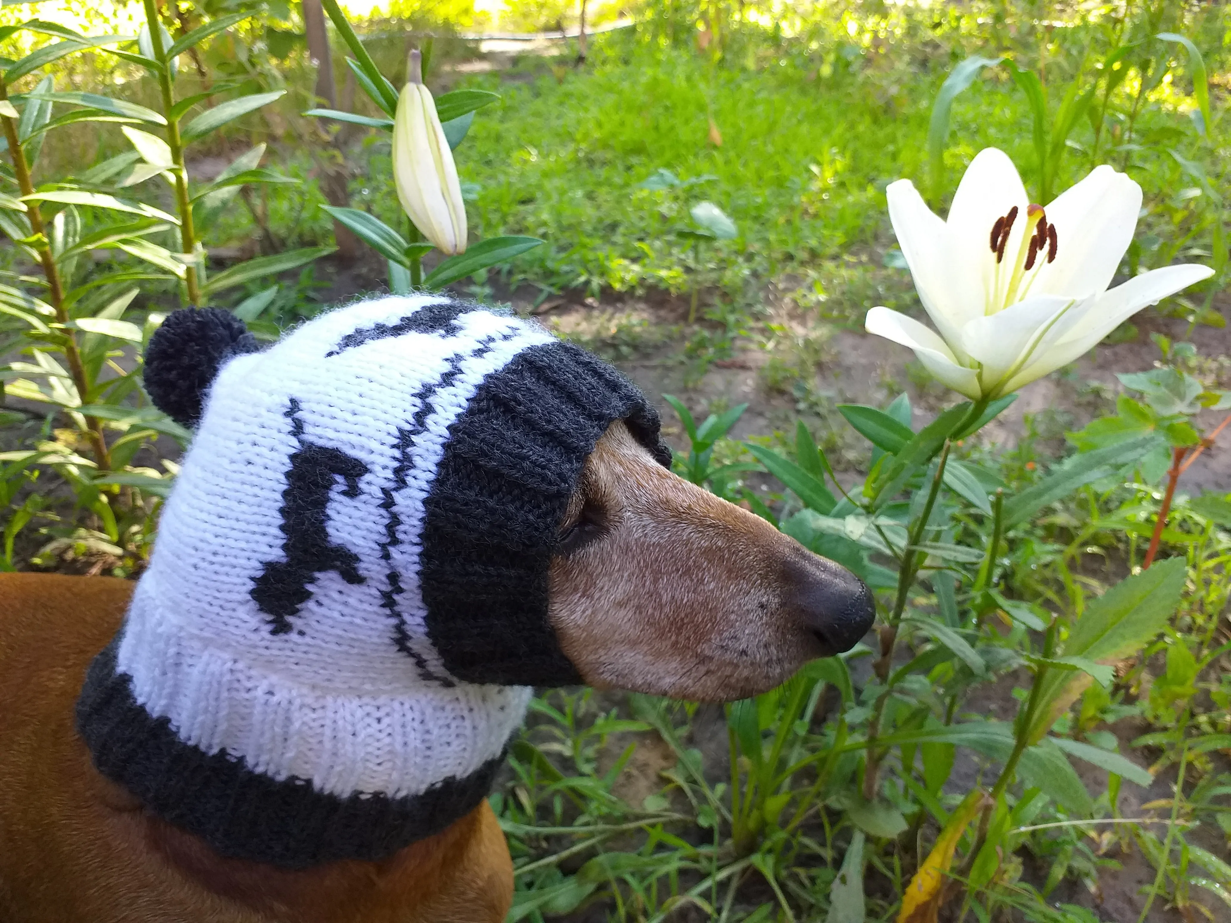 Hat for dachshund with dogs, knitted hat for dogs with dogs