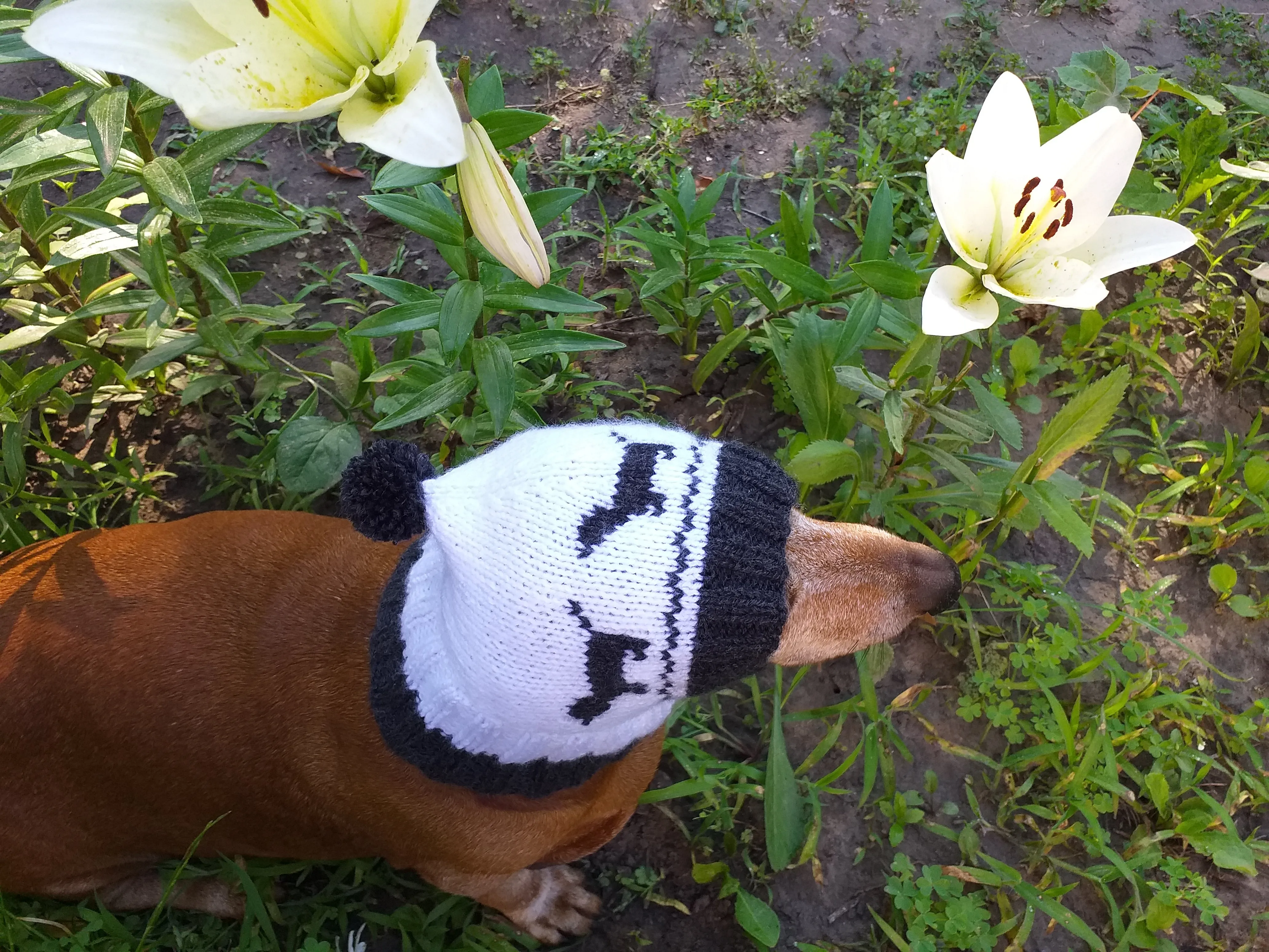 Hat for dachshund with dogs, knitted hat for dogs with dogs