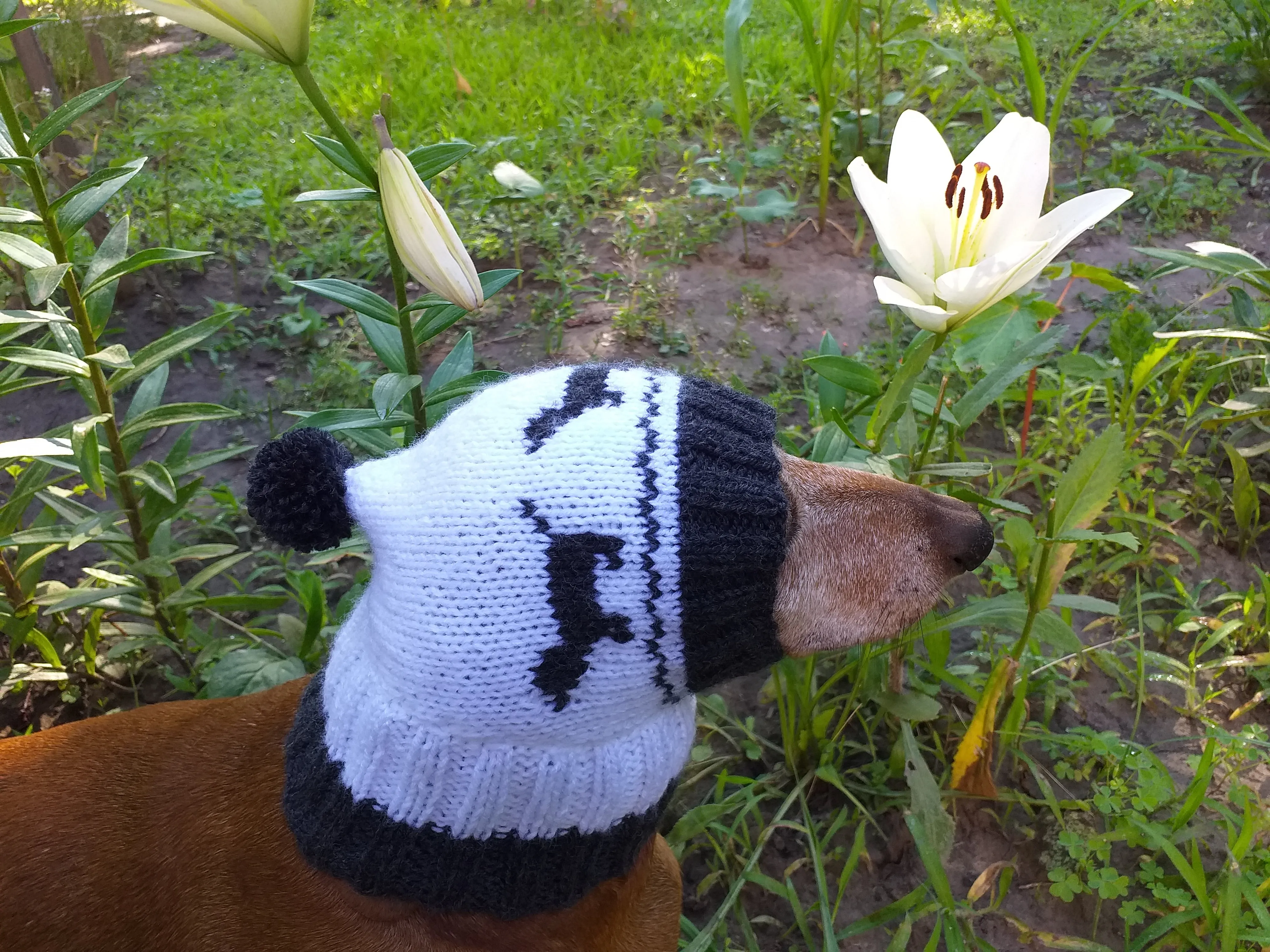 Hat for dachshund with dogs, knitted hat for dogs with dogs